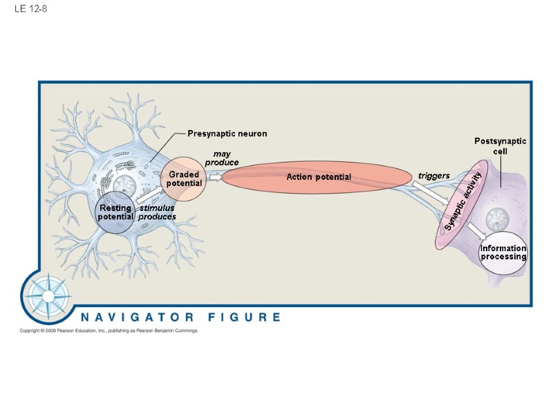 LE 12-8 Action potential Postsynaptic cell Information processing triggers Presynaptic neuron Graded potential may